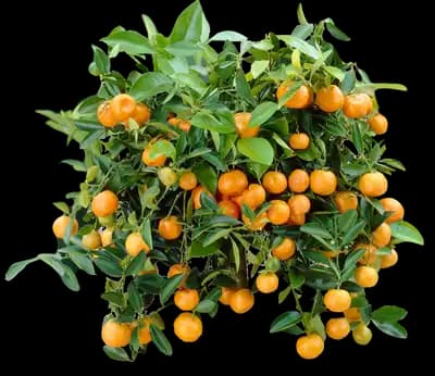 Calamondin Bush
