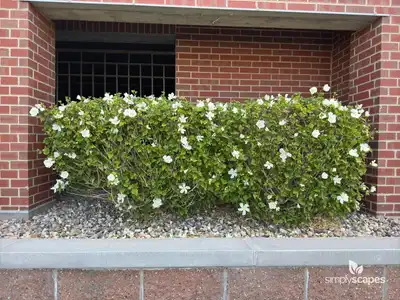 Diana Rose of Sharon