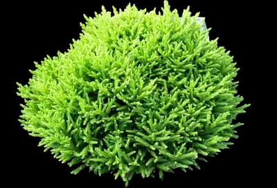 Cryptomeria Dragon Prince™