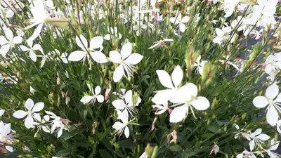 Steffi™ White Gaura lindheimeri