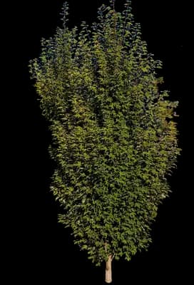 Armstrong Gold® Red Maple Tree