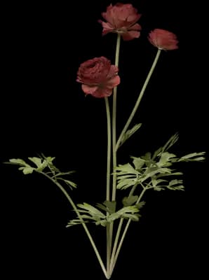 Red Persian Buttercup