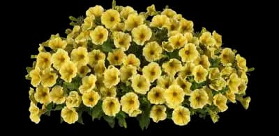 Cannonball® Yellow Petunia
