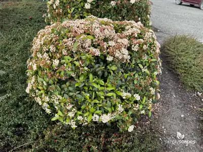 Laurustinus Viburnum