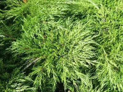 Savin Juniper