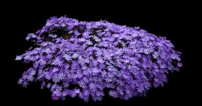 Bedazzled Lavender Phlox