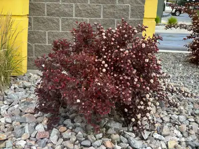 Ninebark (Physocarpus opulifolius)