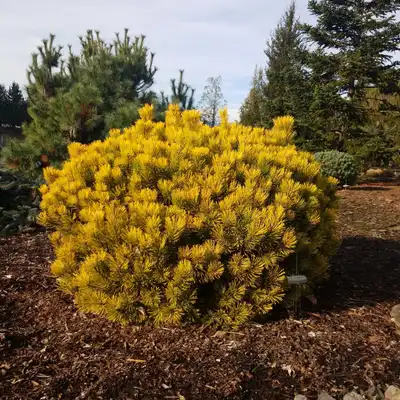 Carsten's Wintergold Mugo Pine
