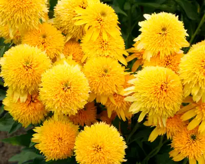 Cara Mia Yellow Coneflower