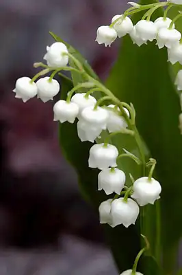 Lily of the Valley