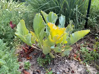 Sea Kale