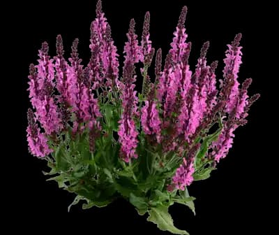 Pink Nebula™ Salvia nemorosa