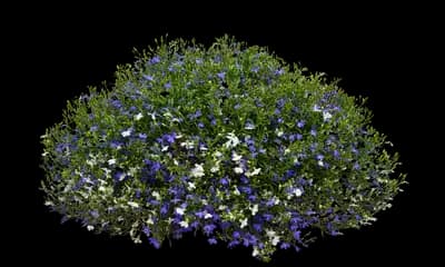 Sky Blue Combo Lobelia