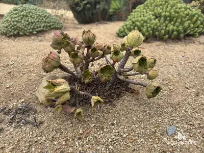 Tree Aeonium