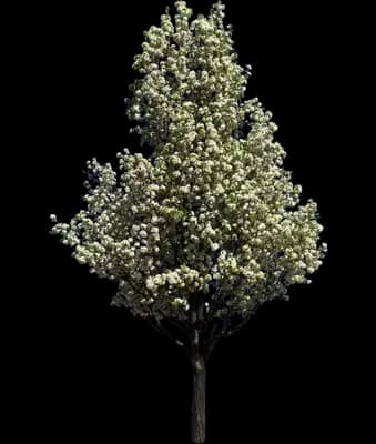 Trinity Flowering Pear