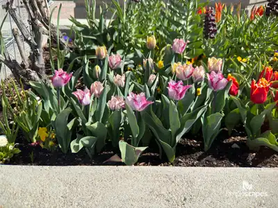 Tulip 'Colour Fusion'