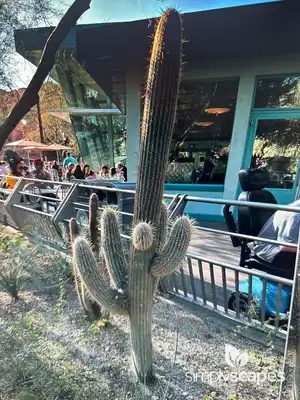 Saguaro Cactus