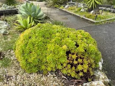 Pinwheel aeonium