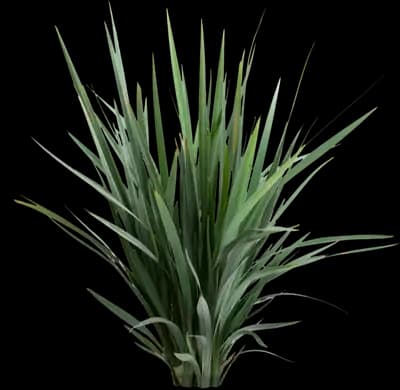Dianella Clarity Blue™