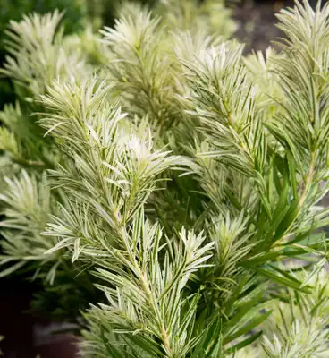 Podocarpus Roman Candle®