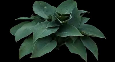 Elegans - Hosta