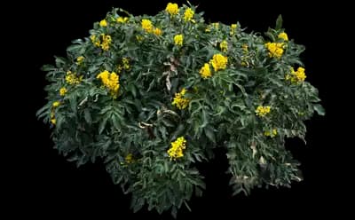 Compact Oregon Grape