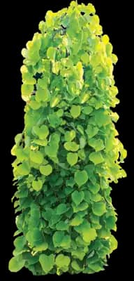 Golden Falls® Redbud Tree