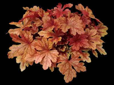 Buttered Rum Coral Bells