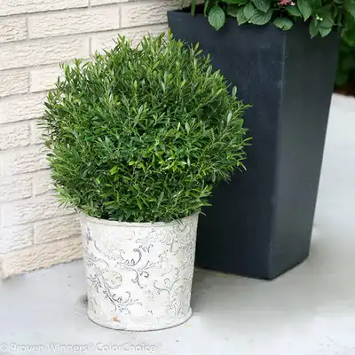 Gem Box® Inkberry holly