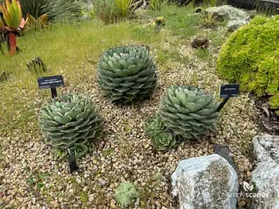 Cream Spike Agave