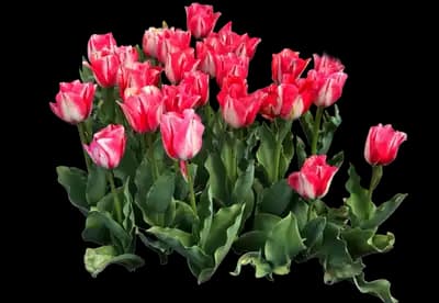 Tulip 'Spryng Break Triumph'