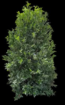 Volcano Cherry Laurel