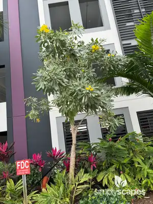 Golden trumpet tree