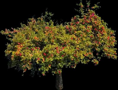 Pink Lady® Apple Tree
