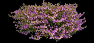 Enchantia Lavender Cuphea