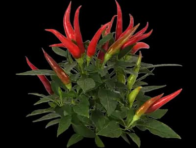 Ornamental Pepper