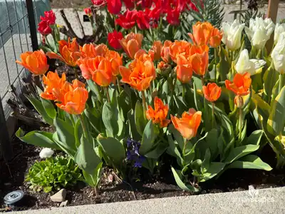 Tulip 'Disneyland Paris'