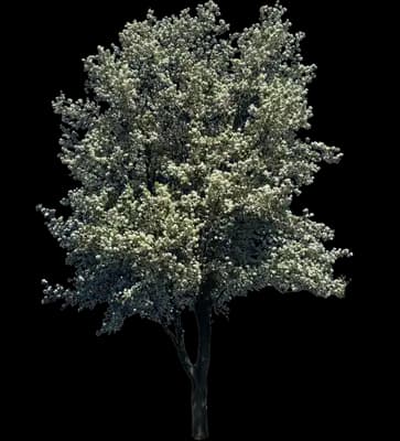 Chastity Flowering Pear