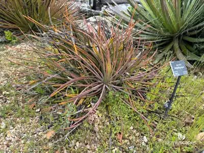 Hedgehog Agave