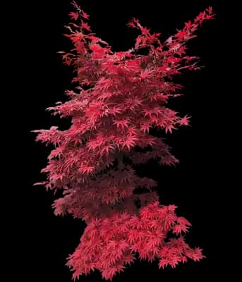 Pixie Japanese Maple