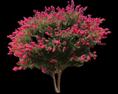 Pink Velour Crape Myrtle