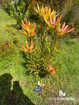 Monster Conebush
