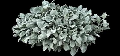 New Look Dusty Miller