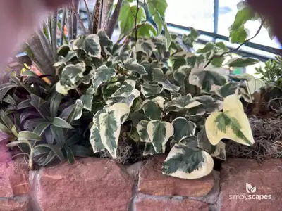 Algerian ivy