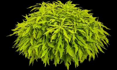 ColorBlaze® Mini Me Chartreuse Coleus