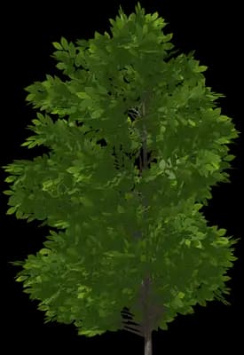 European Hornbeam