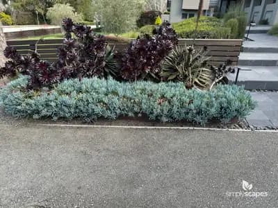 Aeonium