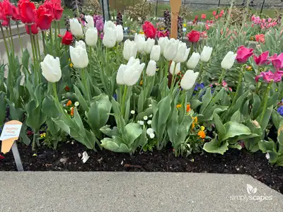 Tulip 'Hakuun'