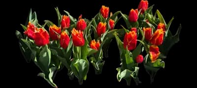 Tulip 'Fabio Fringed'