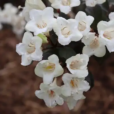 z Wine & Spirits® Weigela
